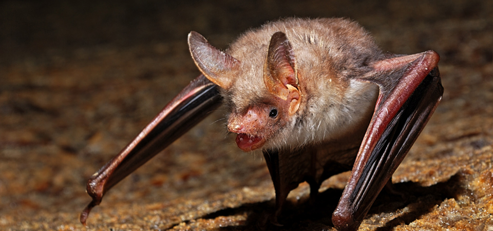 bat removal services Wausau Wisconsin