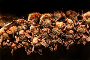 The Dangers of Bat Guano In Your Wisconsin Home