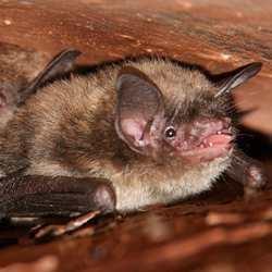 bat removal services