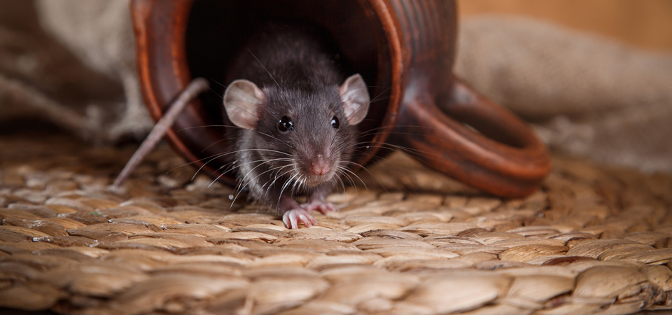 mice rat removal services anchorage alaska