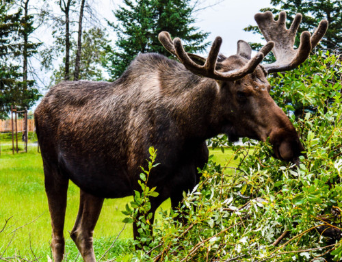 Are Moose in Yard Dangerous in Alaska?