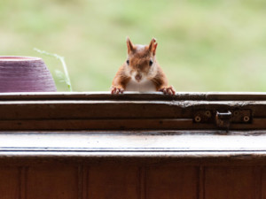 Dangers of Having Squirrels in Your Attic & Home