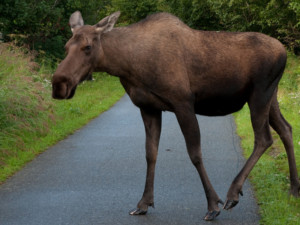 Getting Rid of Moose in Anchorage