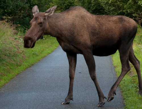 Get Rid of Moose in Anchorage