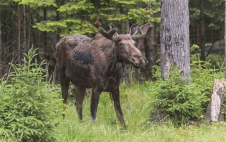 nuisance moose in yards in alaska