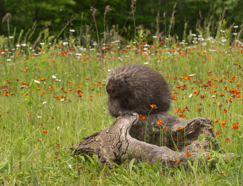 Porcupine Removal From Your Yard