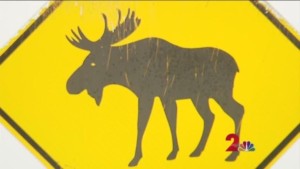 Suspected Moose Attack Woman Found Dead Outside Wasilla Home