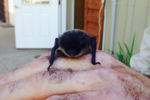 Residential Bat Removal Service Wasilla Alaska