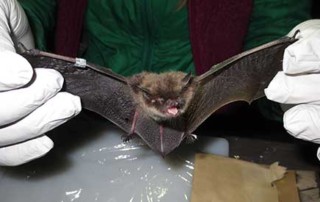 Bat Removal Alaska