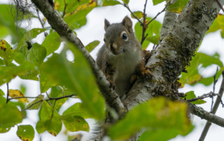 Squirrel Removal Eagle River Alaska