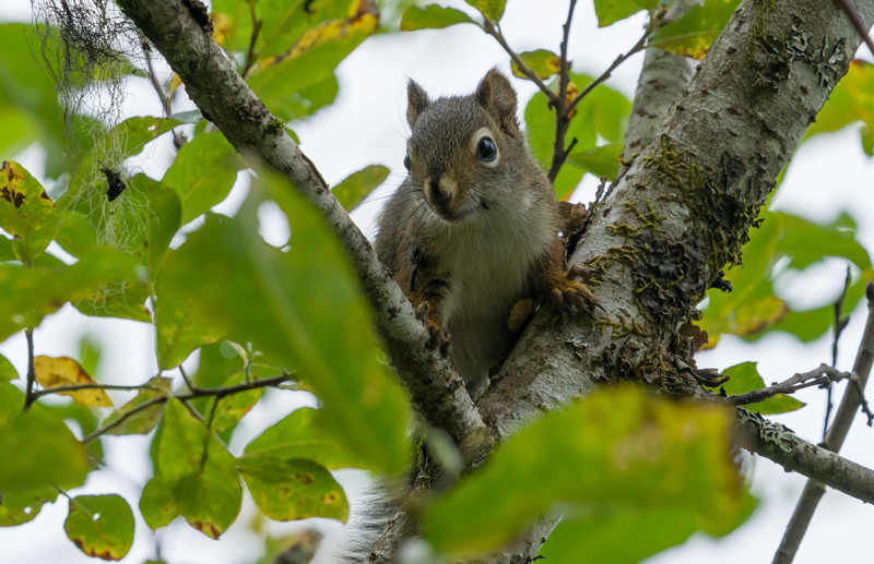 Squirrel Removal: Protect Yourself From Squirrelpocalypse - ABC Humane Wildlife  Control and Prevention