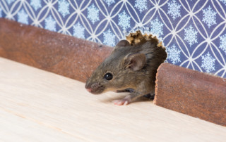 Commercial Rodent Removal Project Anchorage Alaska