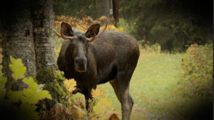 Varmint Gone Moose National Geographic Wild