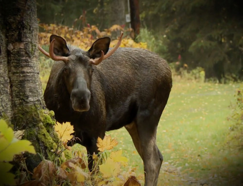 Varmint Gone Moose Barrier Treatment Featured On Nat Geo Wild