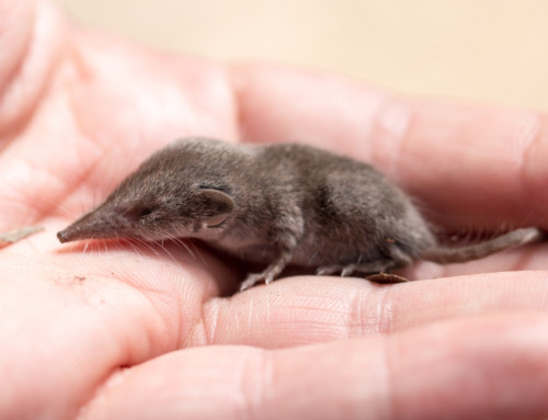 Mice Removal… Is it a Mouse or a Shrew in My Home?