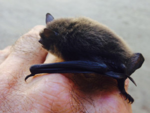 Bat Removal Alaska