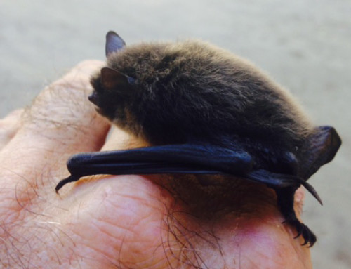 Bat Removal in Alaska – Bats are Back!