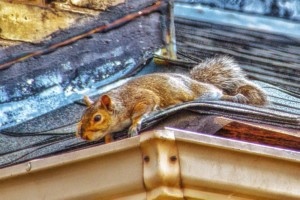 What are the dangers of having squirrels in my home?