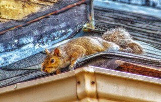 What are the dangers of having squirrels in my home?